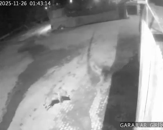 A&ccedil; kalan kurtlar k&ouml;ye indi 1