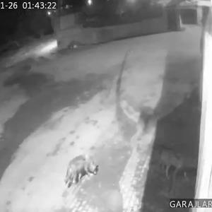 Aç kalan kurtlar köye indi