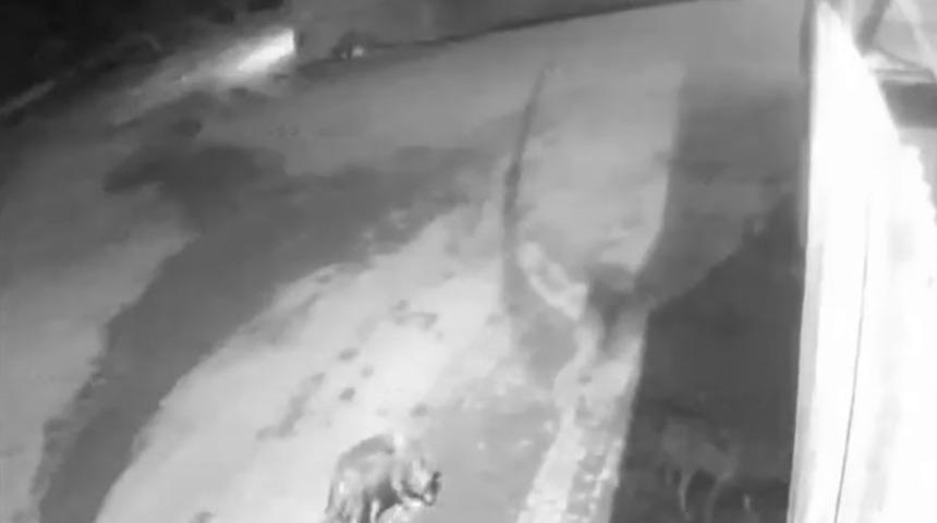 A&ccedil; kalan kurtlar k&ouml;ye indi