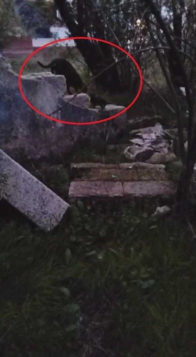 Su kuyusunda mahsur kalan yavru kedi, kurtarılarak annesine teslim edildi 2