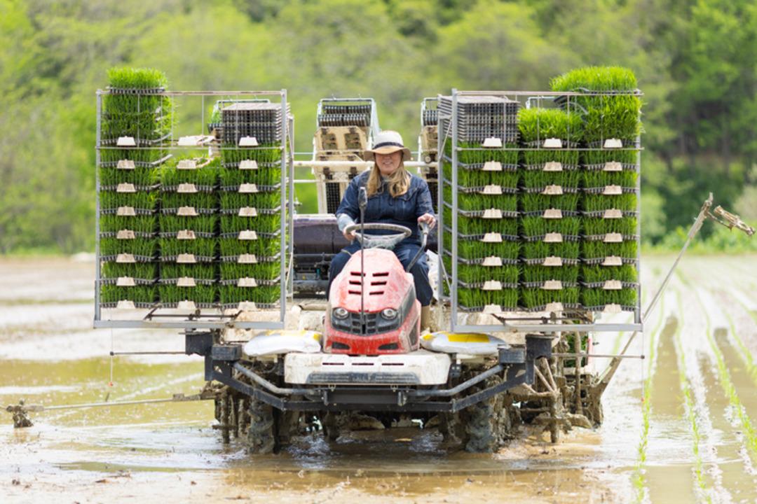 Dünyanın en pahalı pirinci: Kilosu 120 dolar! 4