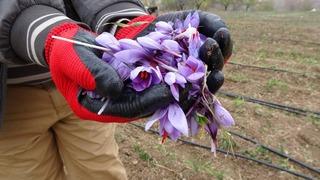 Yoğun taleplere yetişemiyorlar: Gramı 600 TL'den satılıyor!