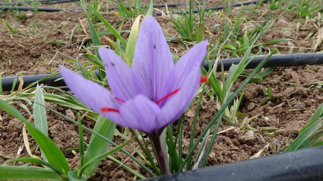 Yoğun taleplere yetişemiyorlar: Gramı 600 TL den satılıyor! 2