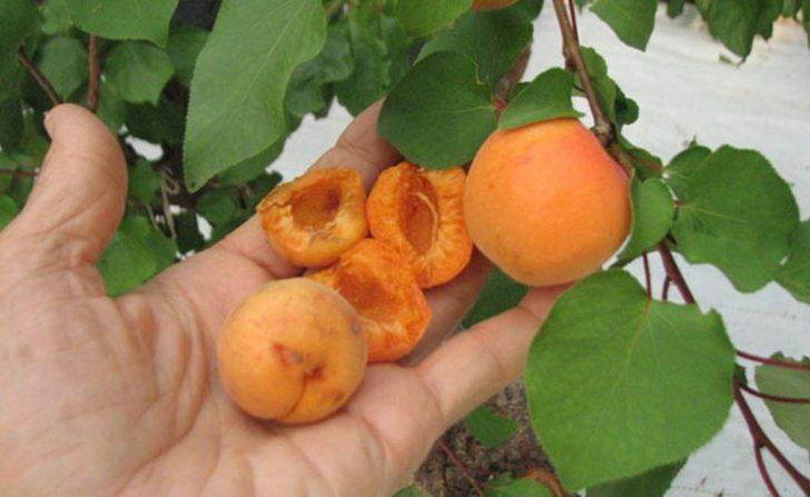 Bilim adamları Hun Türklerinin peşine düştü G5