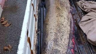 Yakalanan 65 kiloluk dev balık, görenleri şaşkına çevirdi