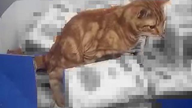 Zincir markette mide bulandıran anlar: Kedi un paketlerinin üzerine tuvaletini yaptı!
