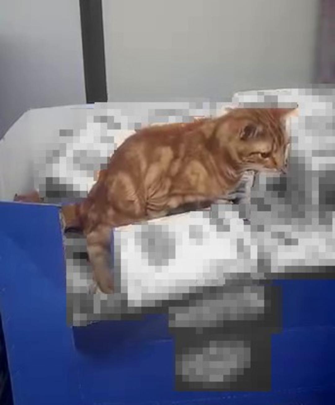 Zincir markette mide bulandıran anlar: Kedi un paketlerinin üzerine tuvaletini yaptı! 1