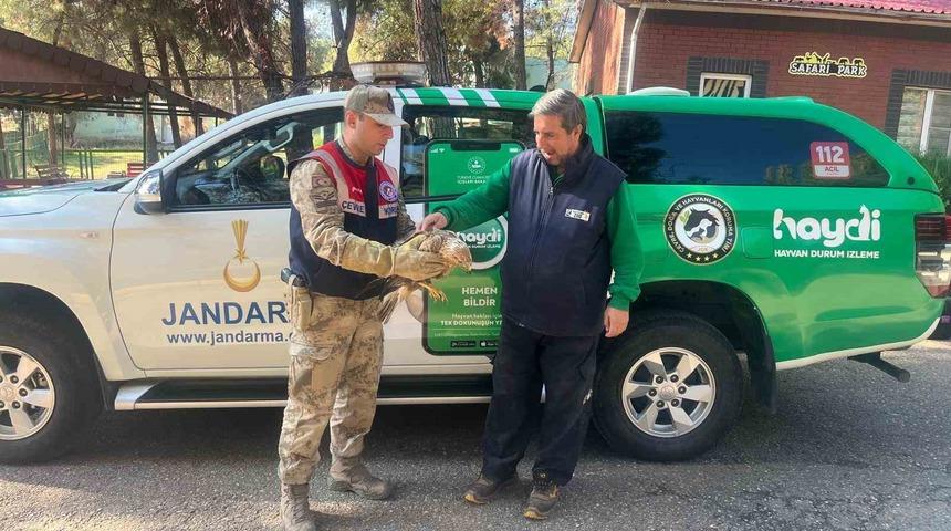 Gaziantep&rsquo;te yaralı halde bulunan kartal, tedavi altına alındı