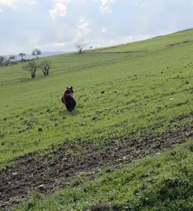 Çanakkale’de köy yoluna inen ayı cep telefonu kamerasına yansıdı 1
