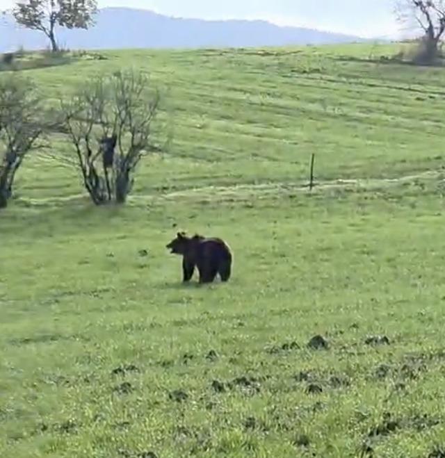 Çanakkale’de köy yoluna inen ayı cep telefonu kamerasına yansıdı 2