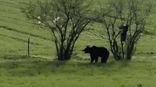 Çanakkale’de köy yoluna inen ayı cep telefonu kamerasına yansıdı