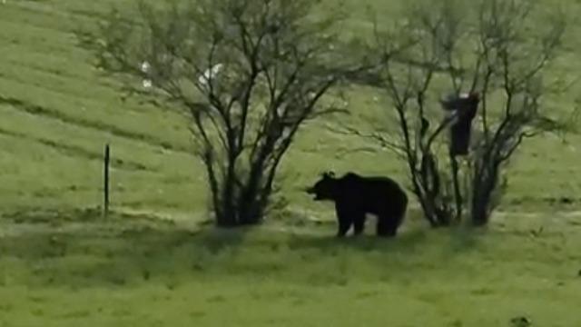Çanakkale’de köy yoluna inen ayı cep telefonu kamerasına yansıdı