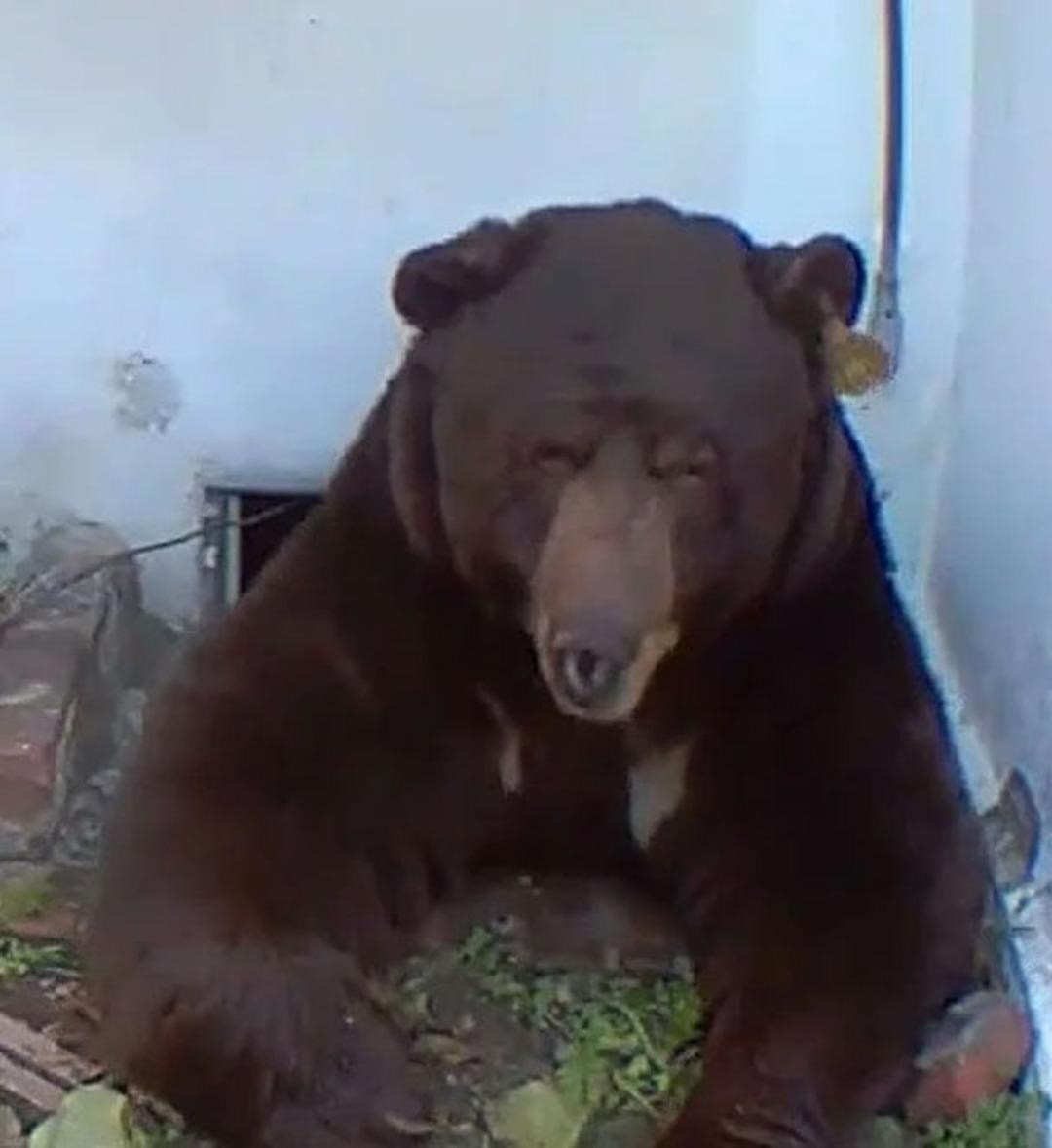 300 kiloluk sürpriz! Evinin bodrumundan sesler geldi, inince hayatının şokunu yaşadı 2