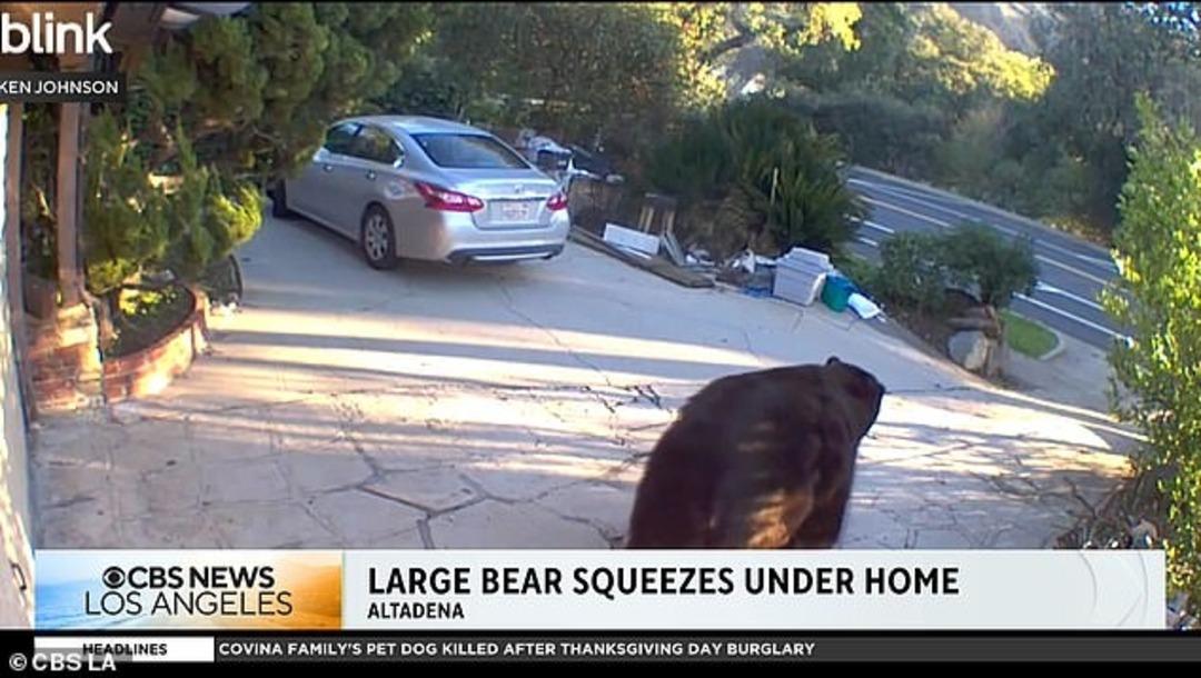 300 kiloluk sürpriz! Evinin bodrumundan sesler geldi, inince hayatının şokunu yaşadı 1