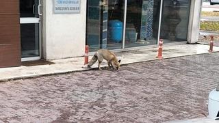 Yiyecek arayan tilki sokağa indi