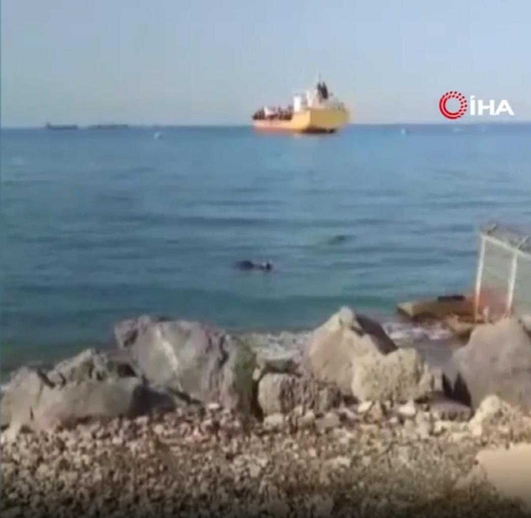 Gemiden düştü, karaya yüzerek çıktı! Vatandaşlar kurtardı 1