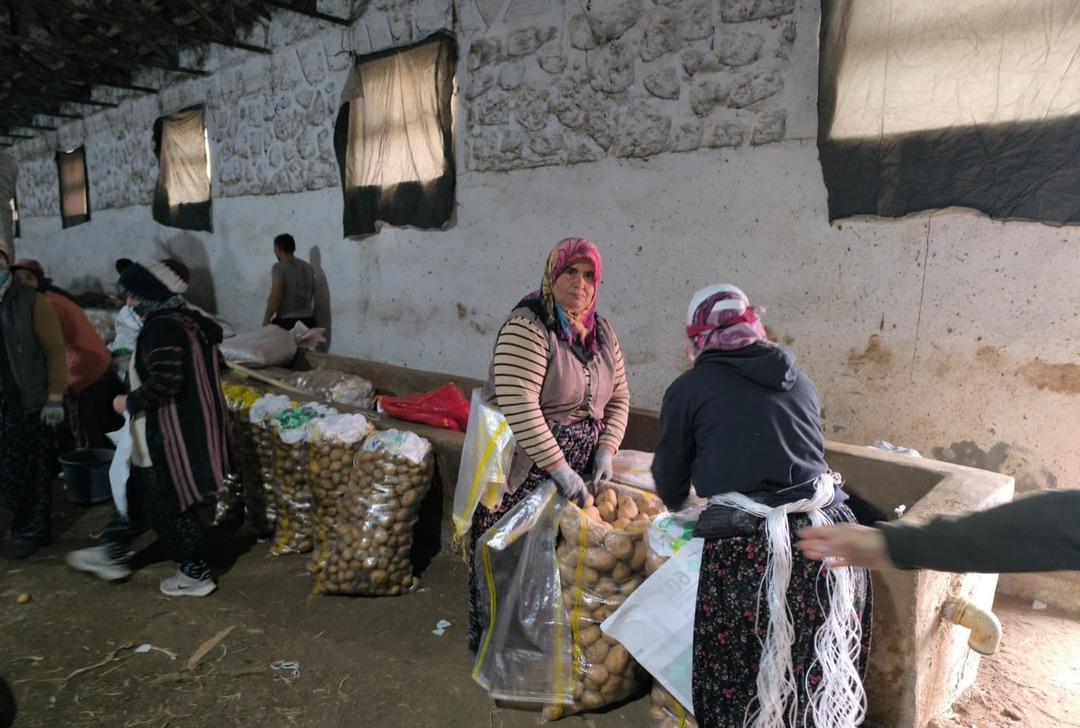 Hasat tamamlandı! Kilosu 15 TL, Kışın tüketilecek 1