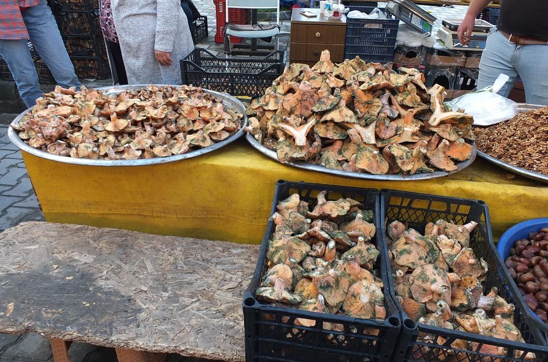 Dağlardan fışkırdı, o ilçenin geçim kaynağı oldu: Kilosu 100 TL ye düştü 1