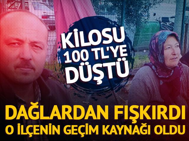 Dağlardan fışkırdı, o ilçenin geçim kaynağı oldu: Kilosu 100 TL'ye düştü