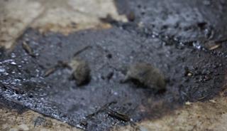 Merdiven altı üretimde mide bulandıran görüntüler