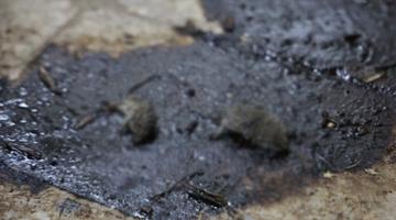 Yerdeki ölü fareler mide bulandırdı! Kilis’te merdiven altı skandalına 2953 TL ceza