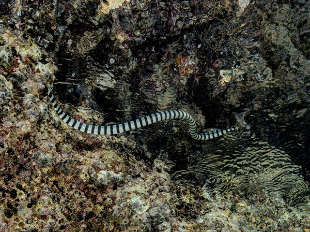 Yılanlar kıyıya vurdu! Araştırmacılar endişeli!