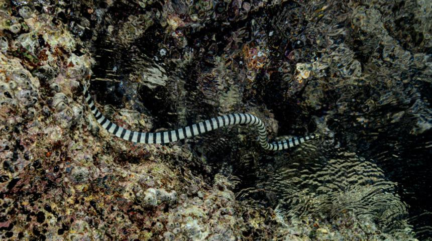 Yılanlar kıyıya vurdu! Araştırmacılar endişeli!