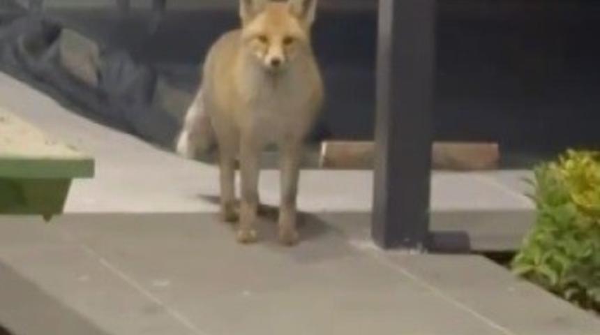 Tilki evin bahçesine girip kedi mamalarını yedi