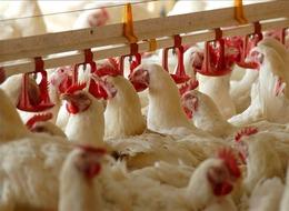 Sektör devi şirket mali darboğazda! Konkordato ilan etti