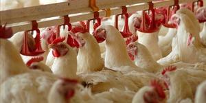 Sekt&ouml;r devi şirket mali darboğazda! Konkordato ilan etti