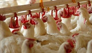 Sektör devi şirket mali darboğazda! Konkordato ilan etti