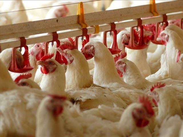 Sektör devi şirket mali darboğazda! Konkordato ilan etti