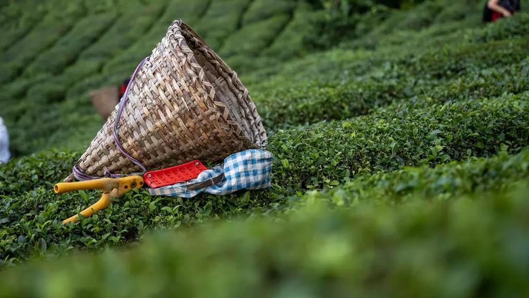 Onay verildi! 39 yıllık serüven sona erdi: Dev çay şirketi Türkiye de üretimden resmen çekildi 1