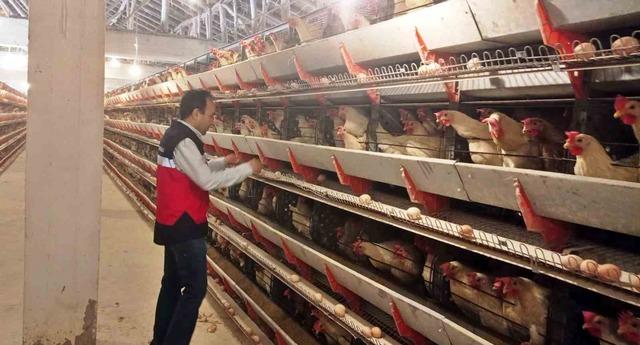 Simav’da 12 bin tavuk kapasiteli işletmeye yumurta paketleme faaliyeti için onay belgesi 1