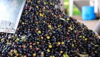 Zeytin sıkımında kullanılan su, tarıma "altın su" olarak dönecek