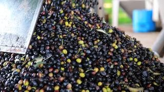 Zeytin sıkımında kullanılan su, tarıma altın su olarak dönecek