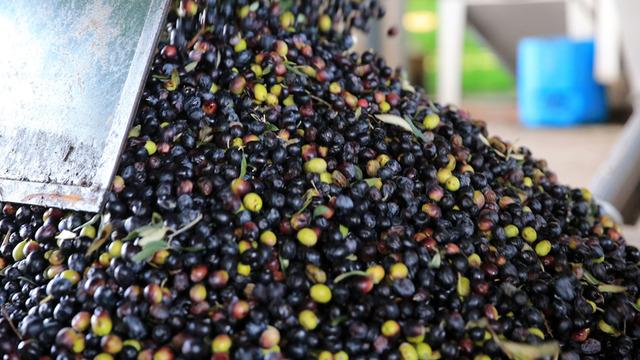 Zeytin sıkımında kullanılan su, tarıma altın su olarak dönecek