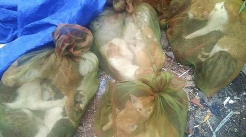 Korkunç görüntüler! Çuvallanmış ve pişirmeye hazır