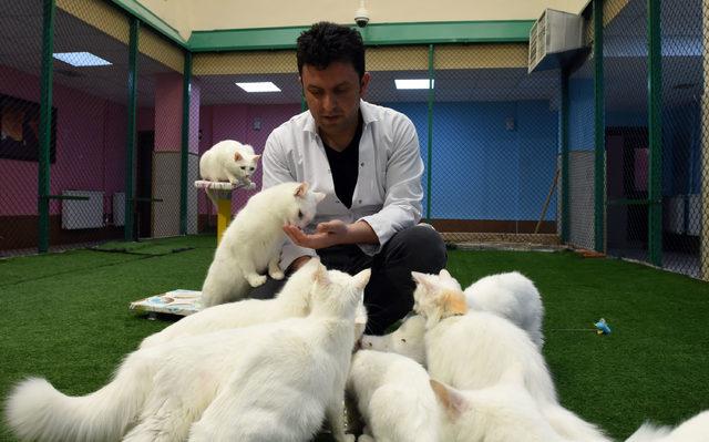 Van kedileri podyuma hazırlanıyor&nbsp; 1