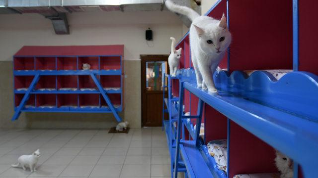 Van kedileri podyuma hazırlanıyor 