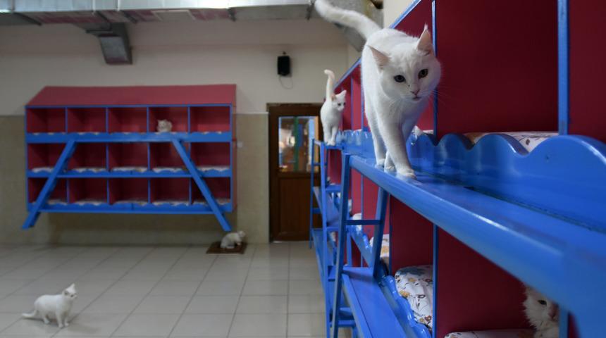 Van kedileri podyuma hazırlanıyor&nbsp;