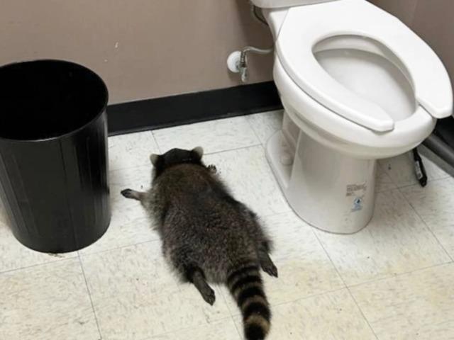 Sarhoş rakun ortalığı savaş alanına çevirdi! 