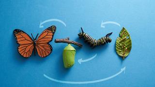 Tırtıl nasıl oluyor da kelebeğe dönüşüyor?
