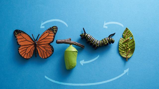 Tırtıl nasıl oluyor da kelebeğe dönüşüyor?
