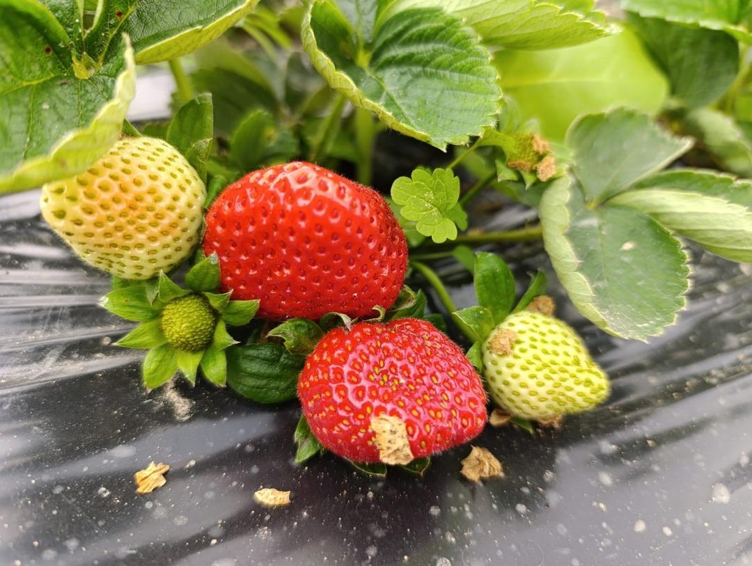 Cebimiz para görüyor Yoğun talep var: Her mevsim aranır oldu 1