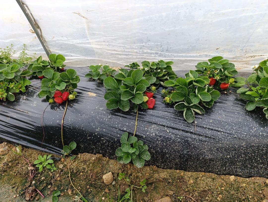 Cebimiz para görüyor Yoğun talep var: Her mevsim aranır oldu 3