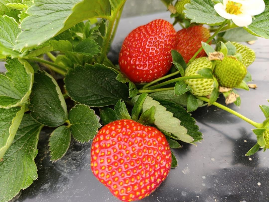 Cebimiz para görüyor Yoğun talep var: Her mevsim aranır oldu 2