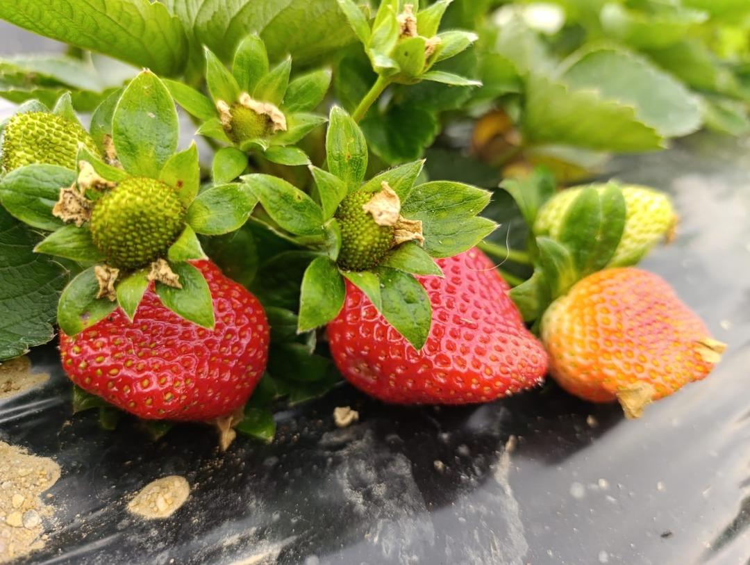 Cebimiz para görüyor Yoğun talep var: Her mevsim aranır oldu 4