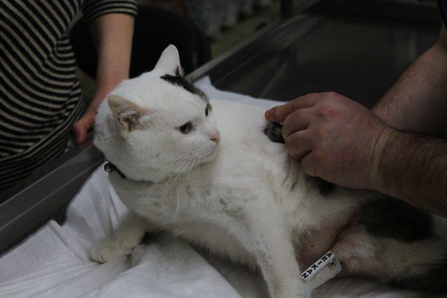 'Çakır' adlı kedi yeniden yürümeye başladı