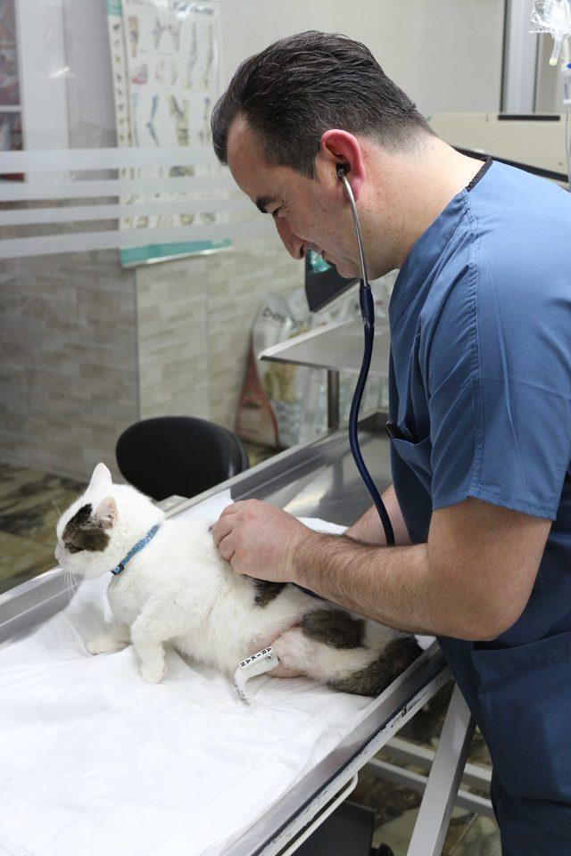 'Çakır' adlı kedi yeniden yürümeye başladı